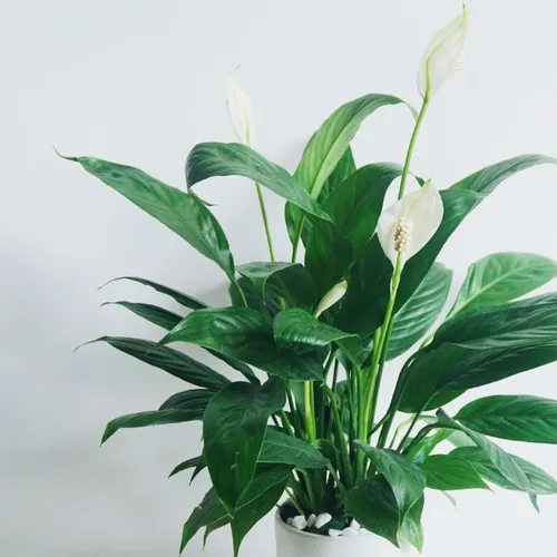 🌱Cây Lan Ý: 99% Người THÀNH ĐẠT Sở Hữu Chậu Hoa Để Bàn Đẹp Này!