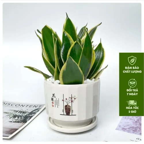 ✨Cây Lưỡi Hổ Thái Lùn: Chậu Hoa Để Bàn Văn Phòng KÍCH HOẠT TÀI LỘC!