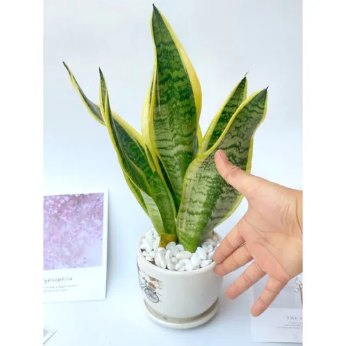 ✨Chậu Hoa Để Bàn Làm Việc Lưỡi Hổ - Bí Quyết Giúp Bạn Thăng Tiến, Hút Tài Lộc!