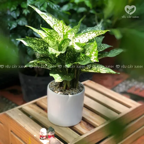 🌼✨Cây Ngọc Ngân: Chậu Hoa để bàn Sang trọng hợp Phong thủy!