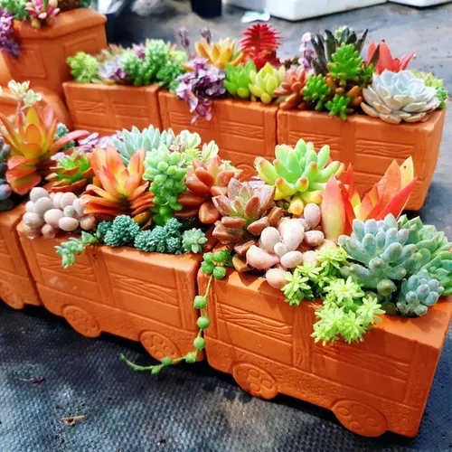 🌸 Cây Sen Đá mini: F5 Góc Làm Việc Với Chậu Hoa Để Bàn Nhỏ Xinh Siêu Cưng!