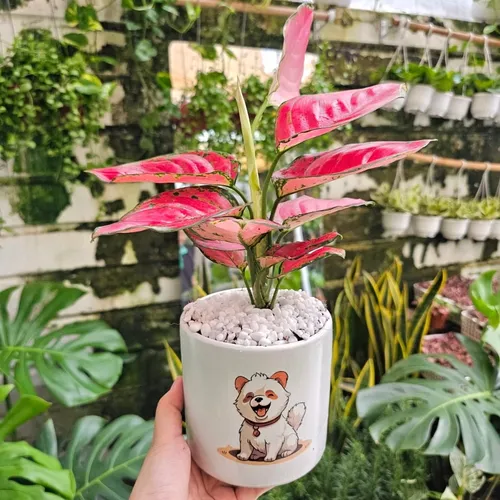 💧🌼Bí Mật về Cây Vạn Lộc - Chậu Hoa Để Bàn Phong Thủy Không Phải Ai Cũng Biết!