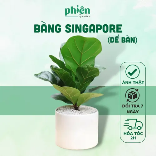 🌿Cây Bàng Singapore - Chậu Hoa Để Bàn Văn Phòng Thu Hút May Mắn và Tài Lộc!