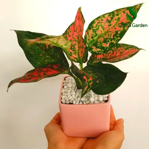 🌸Chậu hoa để bàn làm việc Vạn Lộc - Gốm tráng men sang trọng, thu hút vượng khí.