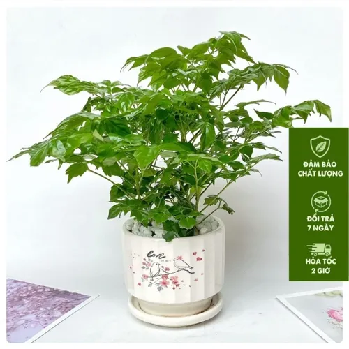 🧑‍🌾Chậu Cây Hạnh Phúc Để Bàn - Bí Mật Phong Thủy Thu Hút May Mắn, Tài Lộc