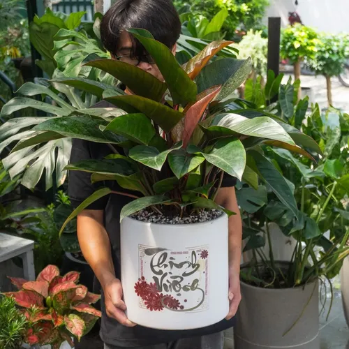 🎁 CHẬU HOA ĐẸP - QUÀ TẶNG TÂN GIA SANG TRỌNG THAY VẠN LỜI CHÚC!