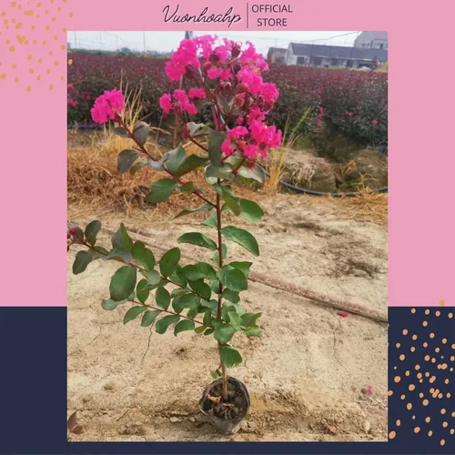 🌸Chậu Hoa Đẹp Tường Vi: Bí Quyết Sở Hữu Không Gian Xanh Mộng Mơ