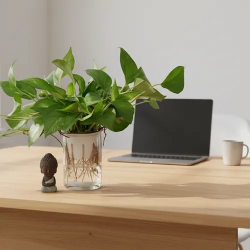 Chậu hoa đẹp Vạn Niên Thanh: Nhìn là mê, chăm cực nhàn!