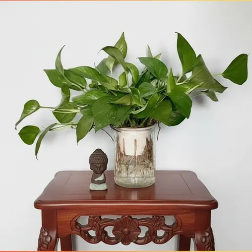 Chậu hoa đẹp Vạn Niên Thanh: Nhìn là mê, chăm cực nhàn!