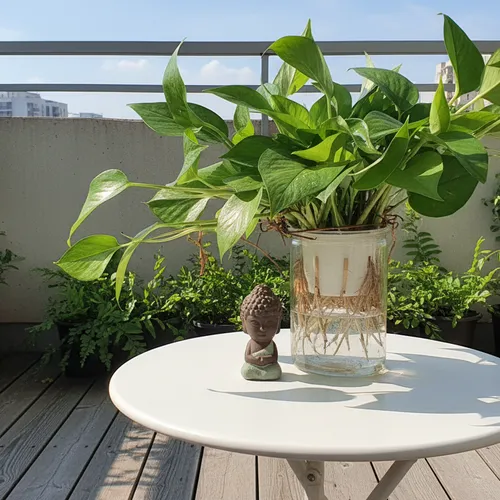 Chậu hoa đẹp Vạn Niên Thanh: Nhìn là mê, chăm cực nhàn!