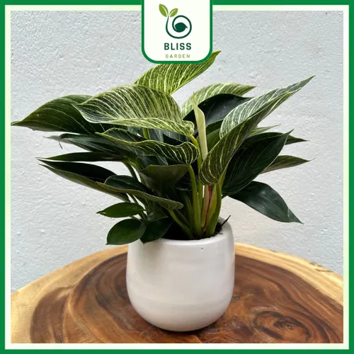 🌸Chậu Hoa Để Bàn Phong Thủy Trầu Bà Đế Vương Kim Cương: Thu hút may mắn