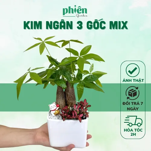 🧑‍🌾Chậu Hoa Đẹp Kim Ngân 3 Thân: Bí Quyết Hút Sạch Tài Lộc, May Mắn Cho Gia Chủ!