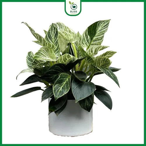 🌸Chậu Hoa Để Bàn Phong Thủy Trầu Bà Đế Vương Kim Cương: Thu hút may mắn