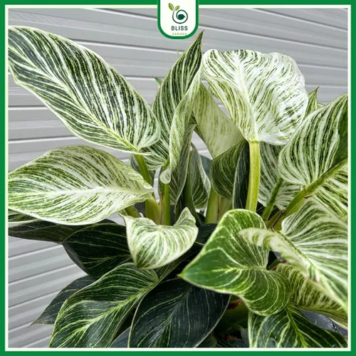 🌸Chậu Hoa Để Bàn Phong Thủy Trầu Bà Đế Vương Kim Cương: Thu hút may mắn