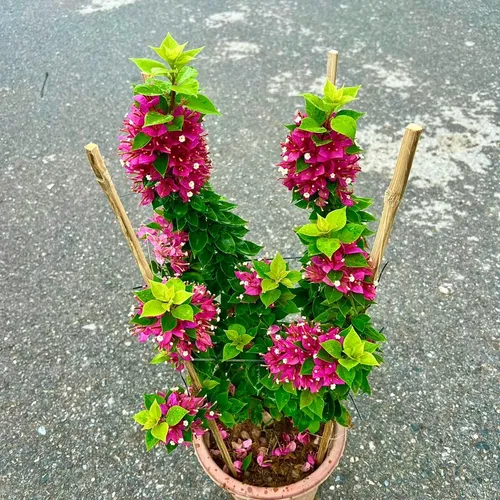 🌱Chậu hoa giấy đẹp này khiến ban công nhà bạn sẽ NỔI BẬT nhất khu phố!