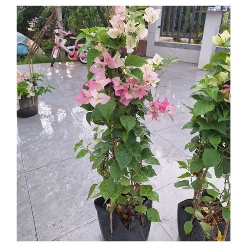 🌿Chậu Hoa Giấy Đẹp Sakura Phớt Hồng - Khiến Hàng Xóm Phải TRẦM TRỒ Ghen Tị!