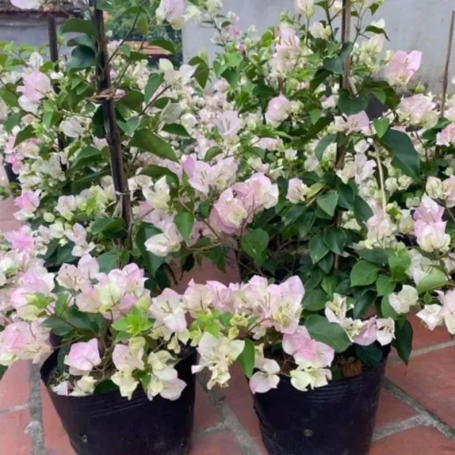 🧑‍🌾TOP 1 Chậu Hoa Giấy Đẹp: Giống Sakura Phớt Hồng KHIẾN VƯỜN BỪNG SÁNG