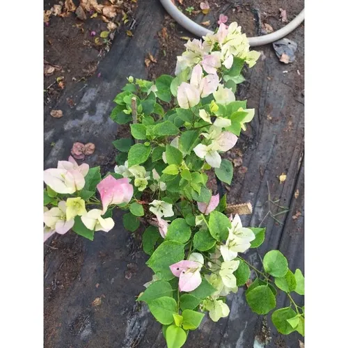 🌿Chậu Hoa Giấy Đẹp Sakura Phớt Hồng - Khiến Hàng Xóm Phải TRẦM TRỒ Ghen Tị!