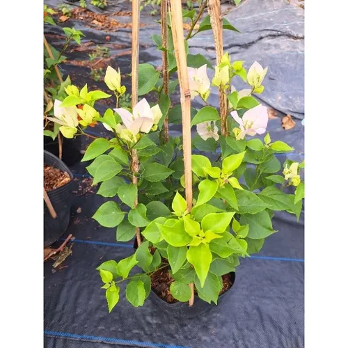 🌿Chậu Hoa Giấy Đẹp Sakura Phớt Hồng - Khiến Hàng Xóm Phải TRẦM TRỒ Ghen Tị!