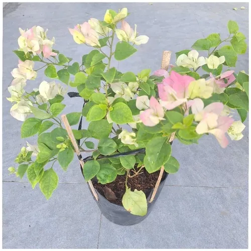 🌿Chậu Hoa Giấy Đẹp Sakura Phớt Hồng - Khiến Hàng Xóm Phải TRẦM TRỒ Ghen Tị!