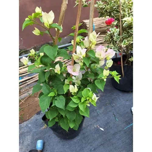 🌿Chậu Hoa Giấy Đẹp Sakura Phớt Hồng - Khiến Hàng Xóm Phải TRẦM TRỒ Ghen Tị!