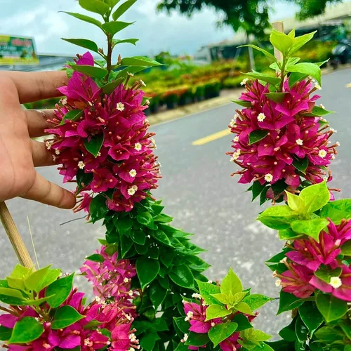 🌱Chậu hoa giấy đẹp này khiến ban công nhà bạn sẽ NỔI BẬT nhất khu phố!