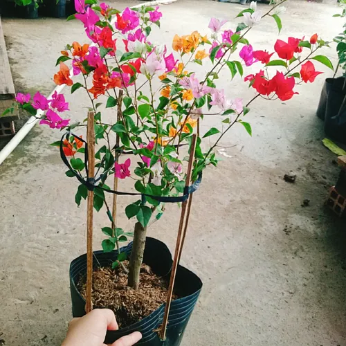 🌼Chỉ 1 Chậu Hoa Giấy Đẹp Ngũ Sắc: Ban công nhà bạn sẽ rực rỡ hơn bất kỳ khu vườn nào!