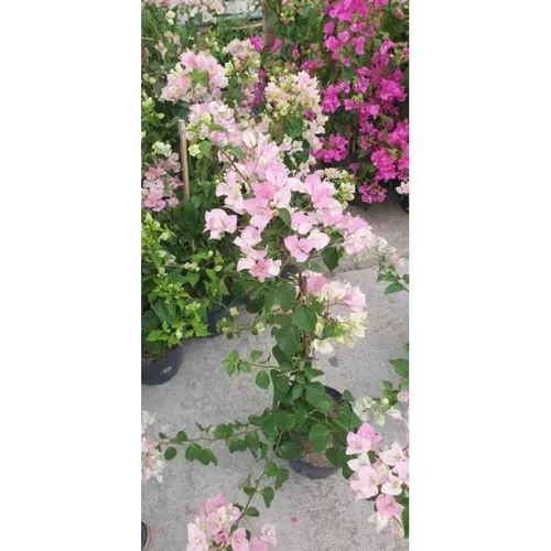 🧑‍🌾TOP 1 Chậu Hoa Giấy Đẹp: Giống Sakura Phớt Hồng KHIẾN VƯỜN BỪNG SÁNG