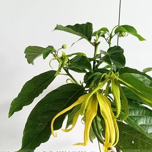 🌼 CÂY LAN GIỐNG HOÀNG LAN – HƯƠNG THƠM TINH TẾ CHO KHÔNG GIAN SỐNG!