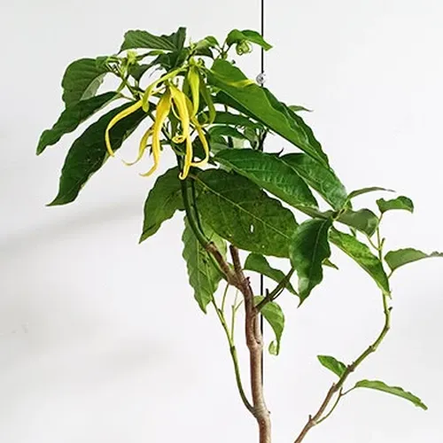 🌼 CÂY LAN GIỐNG HOÀNG LAN – HƯƠNG THƠM TINH TẾ CHO KHÔNG GIAN SỐNG!