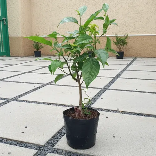 🌼 CÂY LAN GIỐNG HOÀNG LAN – HƯƠNG THƠM TINH TẾ CHO KHÔNG GIAN SỐNG!