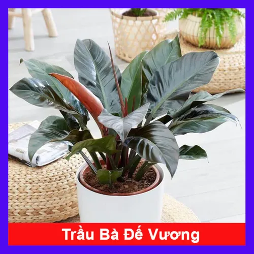 🌸Chậu Hoa Mini Trầu Bà Đế Vương: Tiền Vào Như Nước, Rước Lộc Về Nhà!