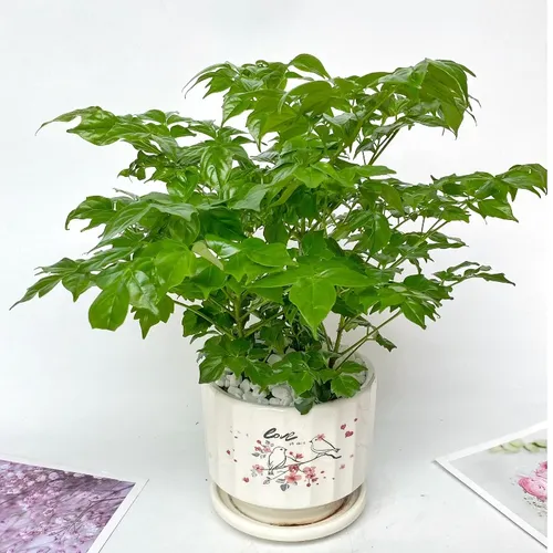 🧑‍🌾Chậu Cây Hạnh Phúc Để Bàn - Bí Mật Phong Thủy Thu Hút May Mắn, Tài Lộc