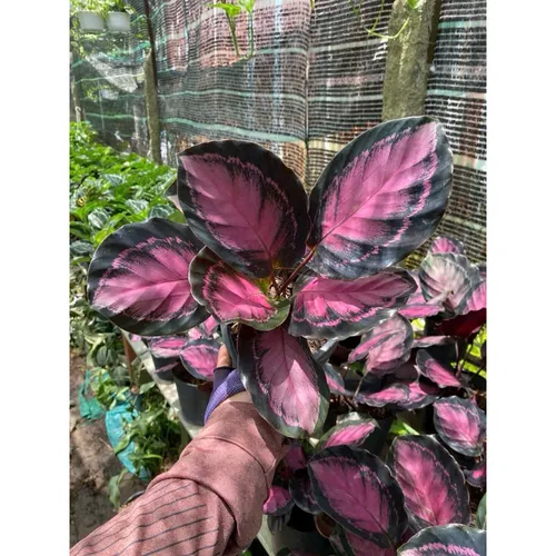 ✨Cây Đuôi Công Tím: Chậu Cây Để Bàn Trang Trí Biến Góc Làm Việc Cực Chill!