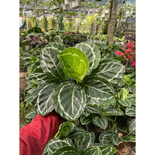 ✨Cây Đuôi Công Tím: Chậu Cây Để Bàn Trang Trí Biến Góc Làm Việc Cực Chill!