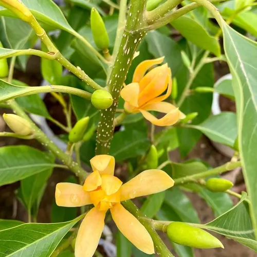 🌼 CÂY NGỌC LAN VÀNG – HOA THƠM NGỌT, GIÁ TRỊ LÂU DÀI!