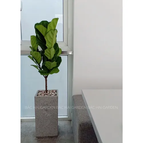 🌱THĂNG HẠNG Không Gian Sống Với Chậu Xi Măng Trồng Cây Vuông Cao Hiện Đại.