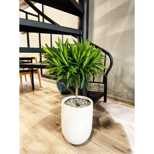 🧑‍🌾Chậu Trồng Cây Xi Măng: 99% Kiến Trúc Sư Lựa Chọn Để Nâng Tầm Đẳng Cấp Nội Thất.