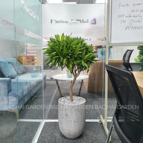 🧑‍🌾Chậu Trồng Cây Xi Măng: 99% Kiến Trúc Sư Lựa Chọn Để Nâng Tầm Đẳng Cấp Nội Thất.