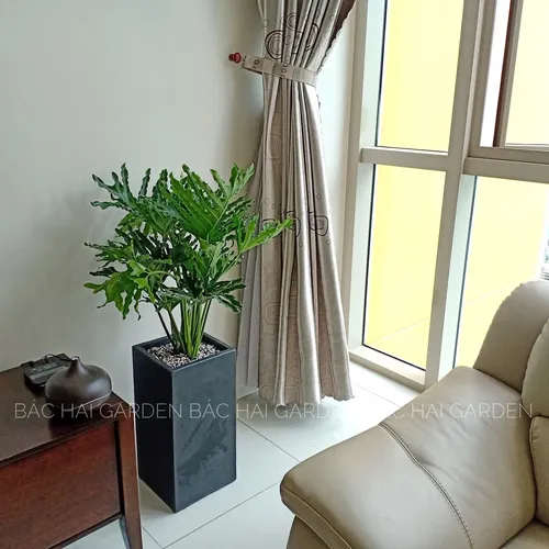🌱THĂNG HẠNG Không Gian Sống Với Chậu Xi Măng Trồng Cây Vuông Cao Hiện Đại.