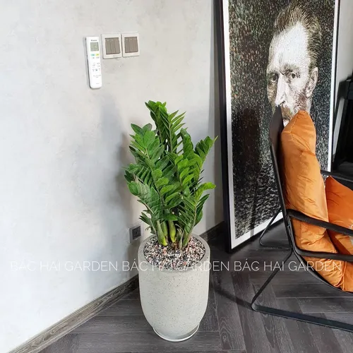 🧑‍🌾Chậu Trồng Cây Xi Măng: 99% Kiến Trúc Sư Lựa Chọn Để Nâng Tầm Đẳng Cấp Nội Thất.