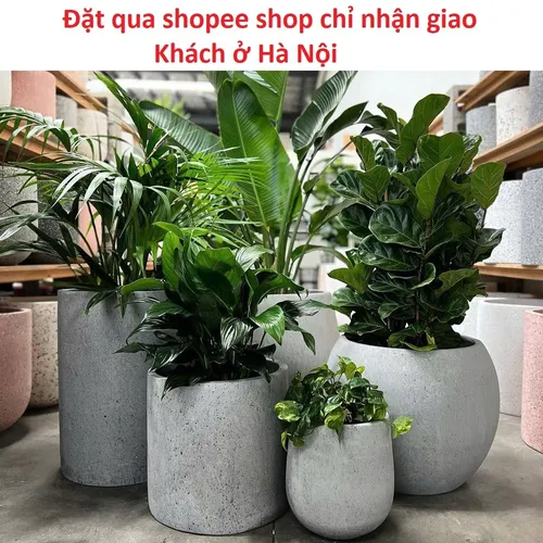 🌿 CHẬU XI MĂNG TRÒN – CHẬU ĐÁ MÀI- LỰA CHỌN TỐI GIẢN, BỀN ĐẸP CHO KHÔNG GIAN XANH!