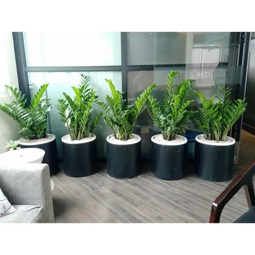 🌿 CHẬU XI MĂNG TRÒN – CHẬU ĐÁ MÀI- LỰA CHỌN TỐI GIẢN, BỀN ĐẸP CHO KHÔNG GIAN XANH!