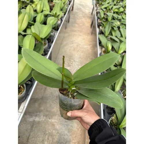 👑 LAN HỒ ĐIỆP HOA ĐẠI ĐÀI LOAN – SANG TRỌNG, BỀN ĐẸP, MAY MẮN!