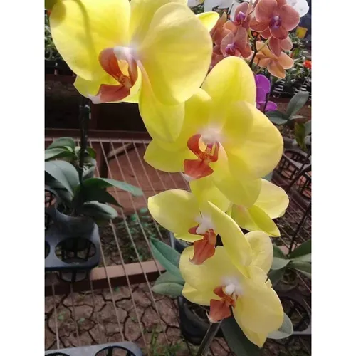 👑 LAN HỒ ĐIỆP HOA ĐẠI ĐÀI LOAN – SANG TRỌNG, BỀN ĐẸP, MAY MẮN!