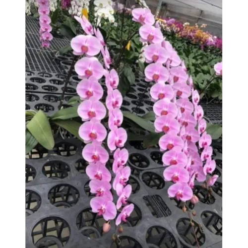 👑 LAN HỒ ĐIỆP HOA ĐẠI ĐÀI LOAN – SANG TRỌNG, BỀN ĐẸP, MAY MẮN!