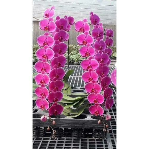 👑 LAN HỒ ĐIỆP HOA ĐẠI ĐÀI LOAN – SANG TRỌNG, BỀN ĐẸP, MAY MẮN!