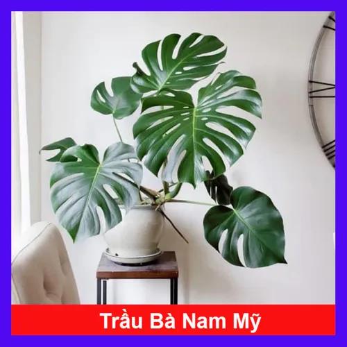 🌱Chậu Hoa Cây Cảnh Trầu Bà Nam Mỹ: BÍ MẬT Kích Hoạt Tài Lộc, May Mắn Cho Gia Chủ!