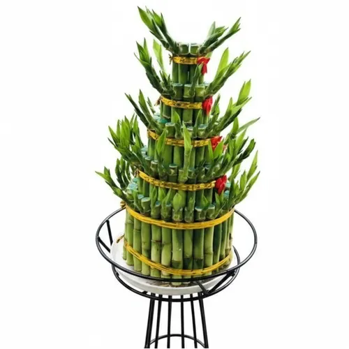 🎋 CHẬU CÂY CẢNH ĐẸP TRÚC PHÁT TÀI 5 TẦNG ĐỂ BÀN TRANG TRỌNG!