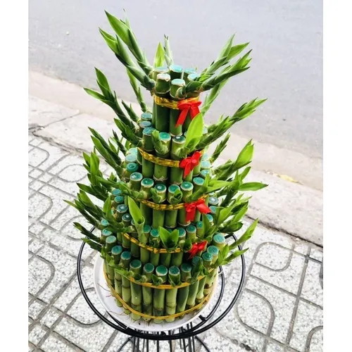 🎋 CHẬU CÂY CẢNH ĐẸP TRÚC PHÁT TÀI 5 TẦNG ĐỂ BÀN TRANG TRỌNG!